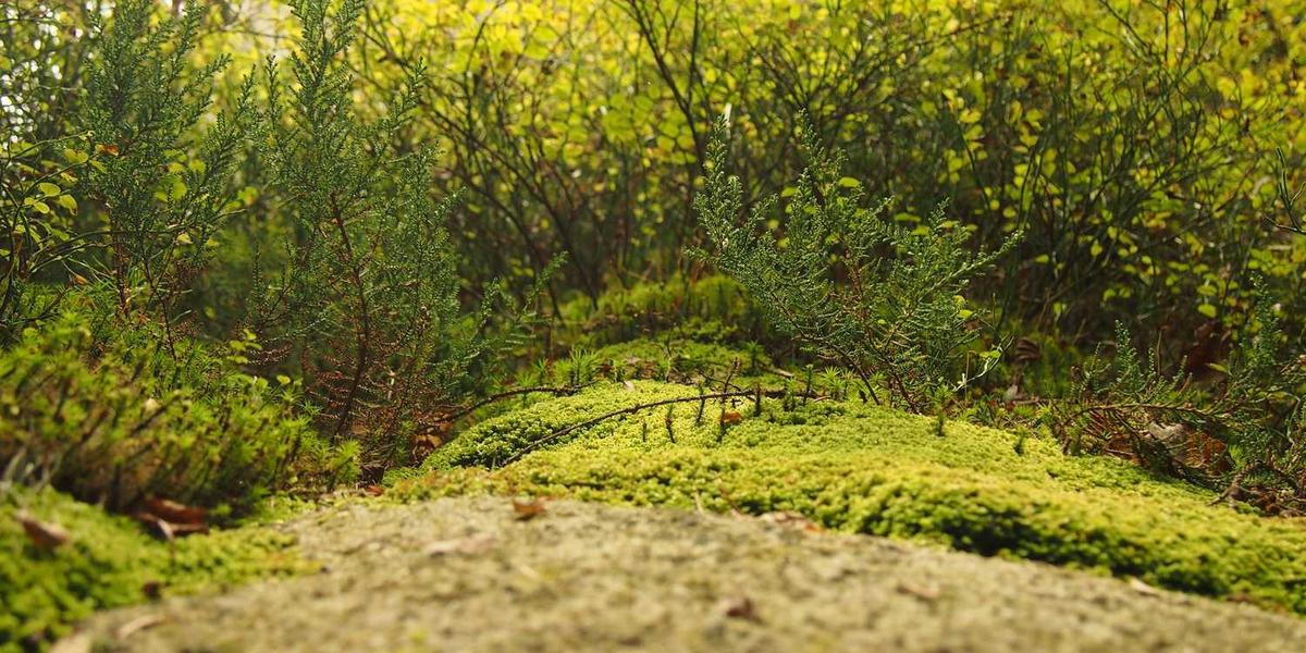 All About Termite Damage and Restoration